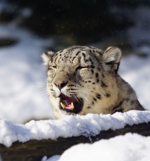 Snow leopard chases skier in Gulmarg, India