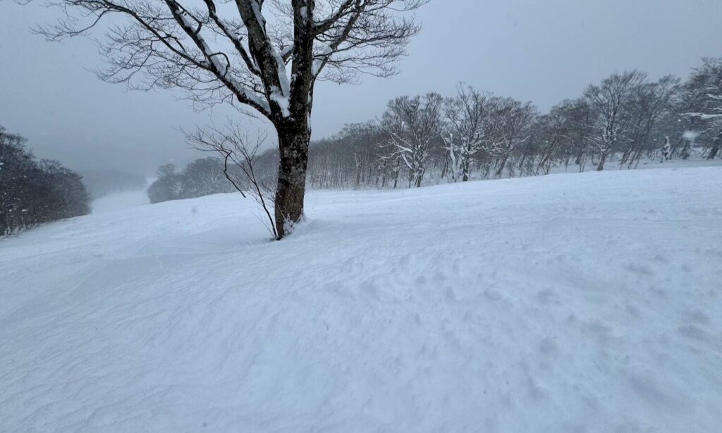 C2 trail covered with deep powder at Shizukuishi Ski Resort