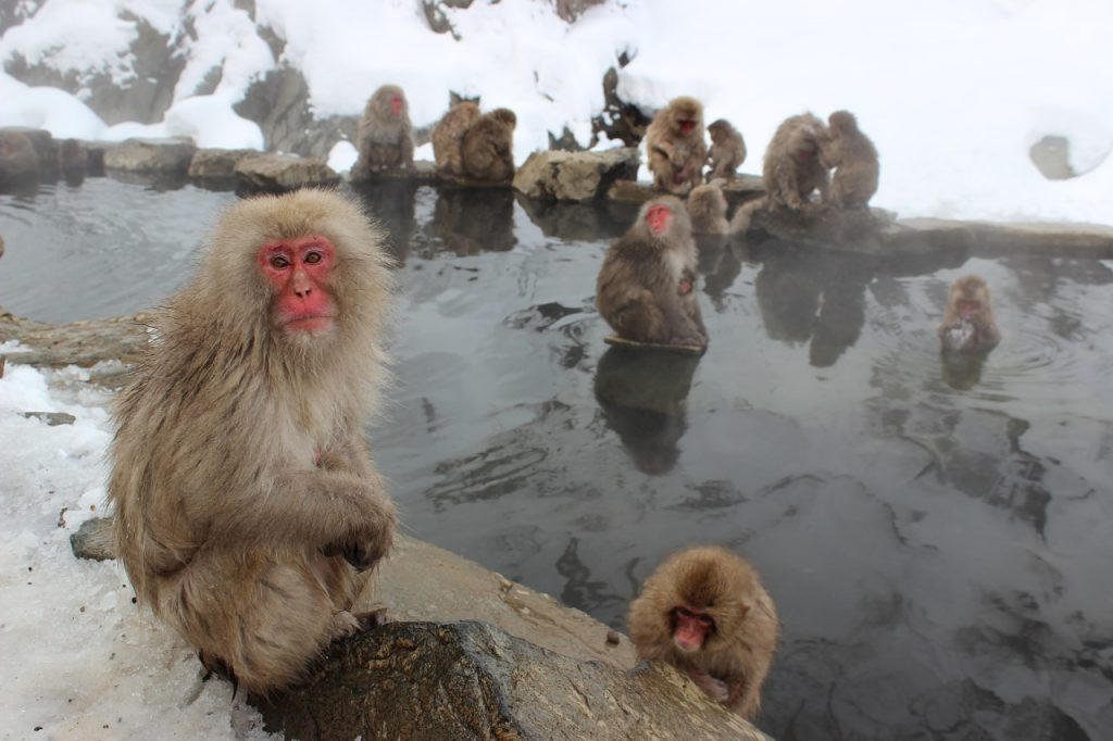 Snow Monkeys in Japan (Japanese macaques) A Complete Guide Ski Asia