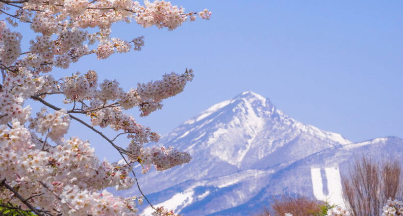 Cherry blossom skiing, Japan