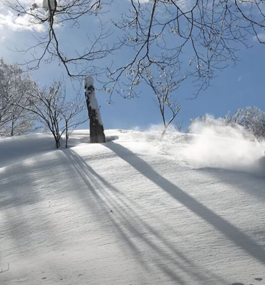 Mori, tree skiing in Japan
