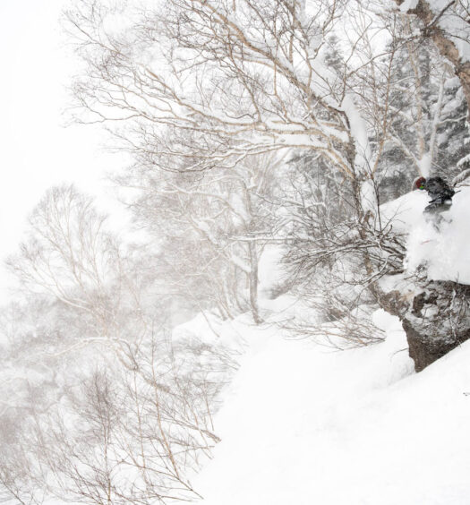 Myoko powder