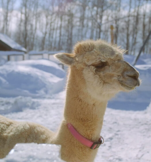 Alpacas, Furano