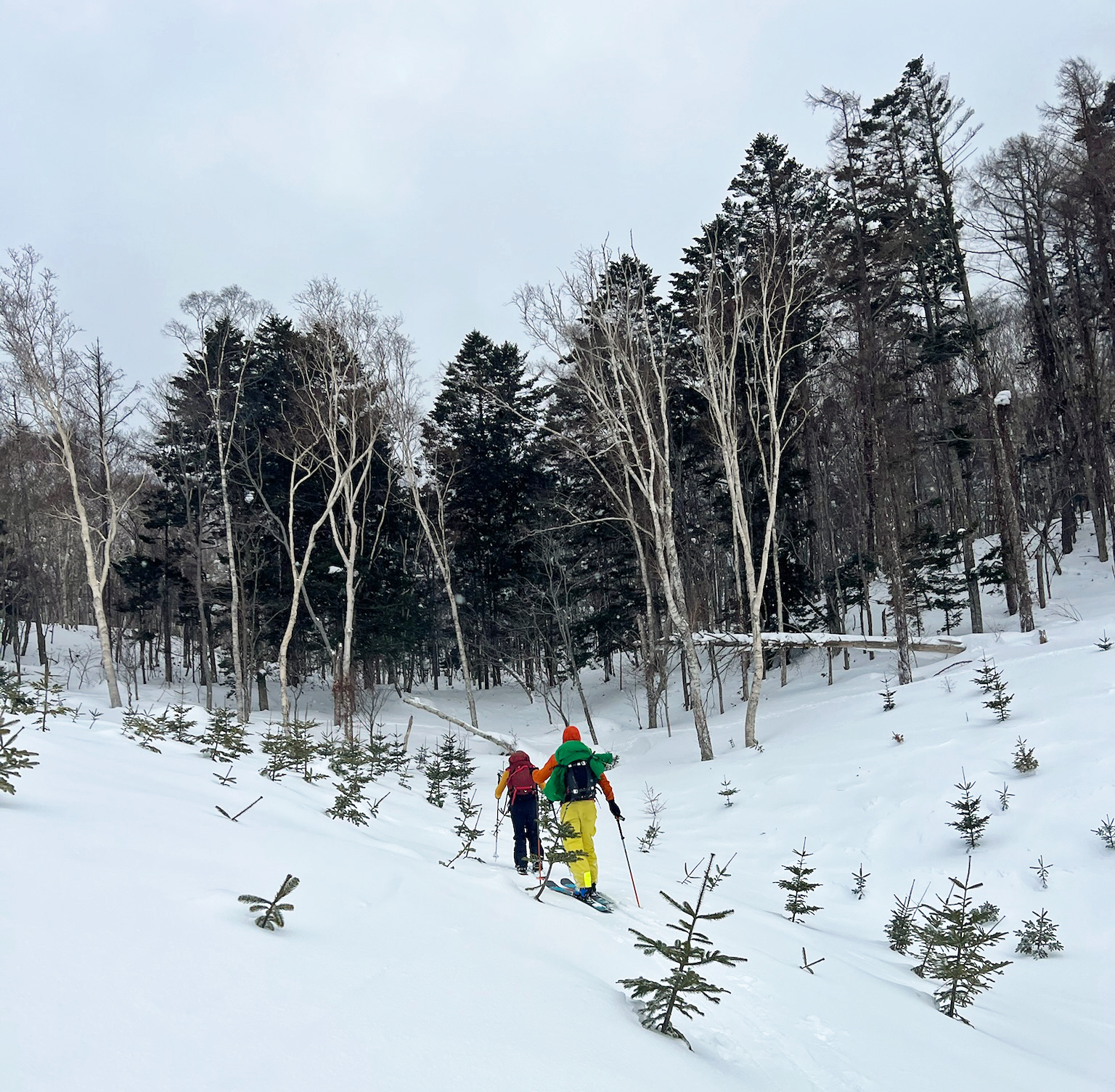 We reached the foothills of Mt Shiribetsu and started climbing through an area of saplings. Image: Robin Watts