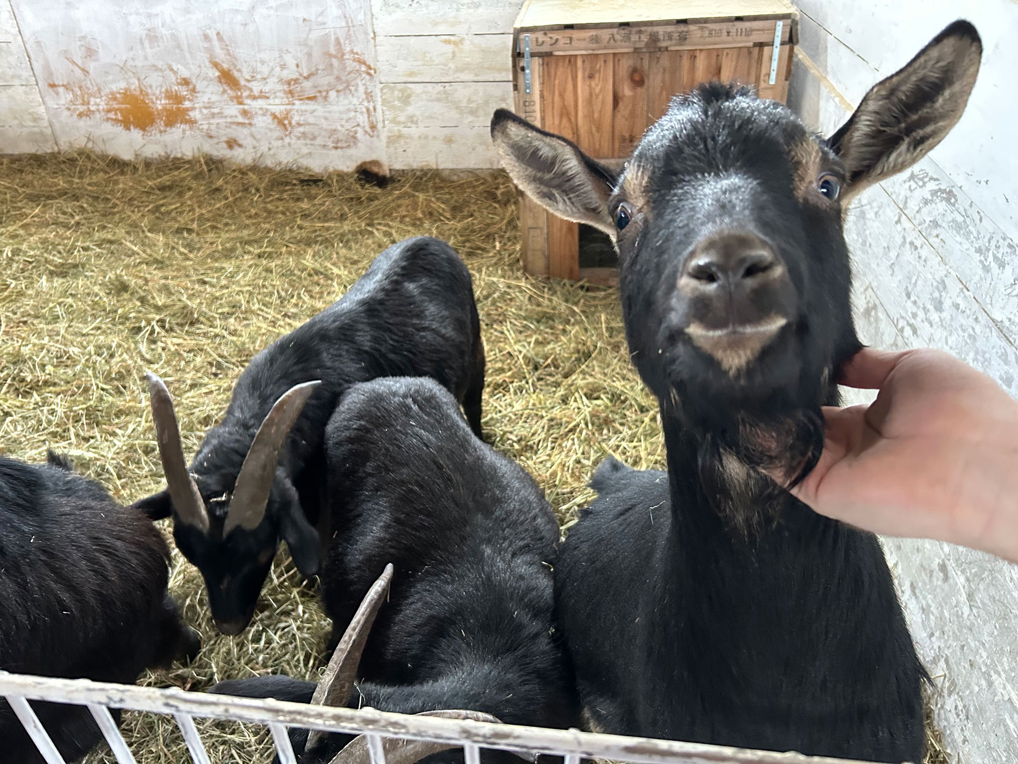 Goat petting at Margo’s Garden is a unique experience on a ski trip
