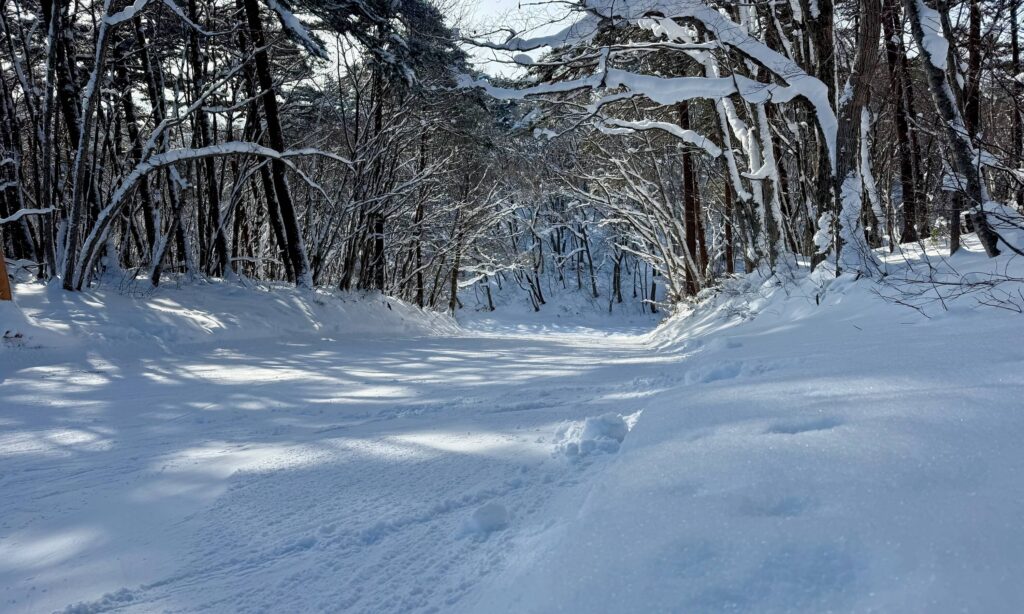 The narrow B trail lined with overhanging branches covered in snow. 